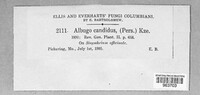 Albugo candida image